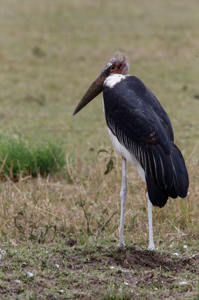 Imagen 72 de la galería de Masai Mara